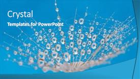  Presentation with dandelion - Presentation consisting of dandelion-flower-background-in-water background and a teal colored foreground
