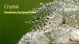  Presentation with dandelion - Presentation theme having dandelion-flower-background-in-water background and a tawny brown colored foreground