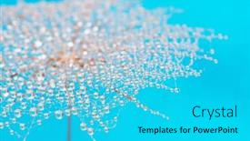  Presentation with dandelion - Presentation theme featuring dandelion-flower-background-in-water background and a cyan colored foreground