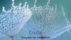  Presentation with dandelion - PPT theme consisting of dandelion-flower-background-in-water background and a light blue colored foreground