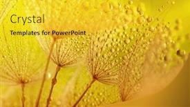  Presentation with dandelion - Presentation enhanced with dandelion-flower-background-in-water background and a yellow colored foreground