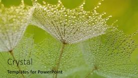  Presentation with dandelion - PPT layouts featuring dandelion-flower-background-in-water background and a seafoam green colored foreground