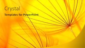  Presentation with dandelion - Theme consisting of dandelion-flower-closeup-on-sun background and a light gray colored foreground