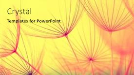  Presentation with dandelion - Slides enhanced with dandelion-flower-closeup-on-sun background and a yellow colored foreground