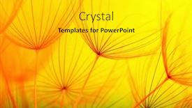  Presentation with dandelion - PPT theme consisting of dandelion-flower-closeup-on-sun background and a light gray colored foreground