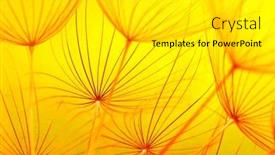  Presentation with dandelion - PPT theme enhanced with dandelion-flower-closeup-on-sun background and a white colored foreground