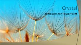  Presentation with dandelion - Slides consisting of dandelion-flower-closeup-on-sun background and a cyan colored foreground