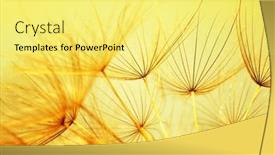  Presentation with dandelion - 