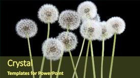  Presentation with dandelion - Slide deck having dandelion flower on black color background and a tawny brown colored foreground