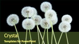  Presentation with dandelion - PPT theme featuring dandelion flower on black color background and a tawny brown colored foreground