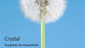  Presentation with blue flower - PPT theme consisting of dandelion flower on blue background background and a light blue colored foreground
