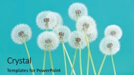  Presentation with dandelion - PPT theme enhanced with dandelion flower on cyan color background and a teal colored foreground