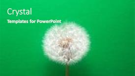  Presentation with dandelion - Audience pleasing presentation theme consisting of dandelion-flower-on-green-background backdrop and a gray colored foreground