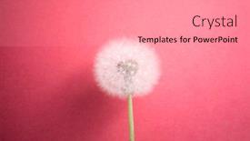  Presentation with dandelion - Amazing PPT theme having dandelion-flower-on-pink-background backdrop and a light gray colored foreground