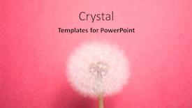  Presentation with dandelion - Colorful presentation theme enhanced with dandelion-flower-on-pink-background backdrop and a light gray colored foreground