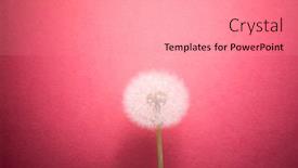  Presentation with dandelion - Amazing slides having dandelion-flower-on-pink-background backdrop and a light gray colored foreground