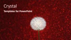  Presentation with dandelion - Presentation design enhanced with dandelion-flower-on-red-bokeh background and a wine colored foreground