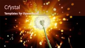  Presentation with firework - Presentation theme consisting of dandelion-flower-on-shiny-firework background and a tawny brown colored foreground