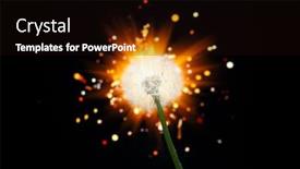  Presentation with firework - Presentation having dandelion-flower-on-shiny-firework background and a wine colored foreground