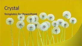  Presentation with yellow color - Colorful slide deck enhanced with dandelion flower on yellow color background many closeup object backdrop and a gold colored foreground