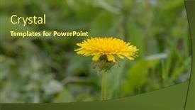  Presentation with dandelion - Theme featuring dandelion-flower-open-yellow-flower background and a tawny brown colored foreground