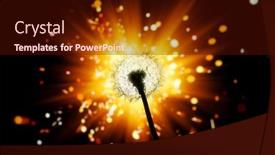  Presentation with firework - Audience pleasing presentation theme consisting of dandelion-flower-silhouette-on-shiny backdrop and a wine colored foreground