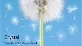  Presentation with blue flower - Colorful PPT theme enhanced with flying seeds on blue backdrop and a light blue colored foreground