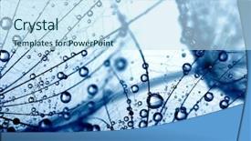  Presentation with water drops - Audience pleasing PPT layouts consisting of dandelion flower with water drops backdrop and a sky blue colored foreground