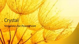  Presentation with drop of water - PPT theme with dandelion flower with water drops background and a yellow colored foreground