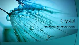  Presentation with dandelion - Colorful presentation design enhanced with dandelion flower with water drops backdrop and a cyan colored foreground