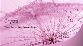  Presentation with water drops - PPT theme having dandelion flower with water drops background and a lemonade colored foreground