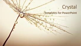  Presentation with dandelion - Audience pleasing PPT theme consisting of dandelion flower with water drops backdrop and a cream colored foreground