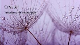  Presentation with spring water - Amazing slide deck having dandelion flower with water drops backdrop and a light blue colored foreground