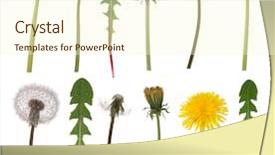  Presentation with dandelion - Cool new PPT theme with dandelion flowers and leaves isolated backdrop and a cream colored foreground