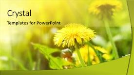  Presentation with sun growing - Audience pleasing presentation theme consisting of dandelion flowers growing on spring field blooming bright yellow dandelions closeup sun flare backdrop and a yellow colored foreground