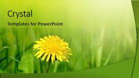  Presentation with dandelion - Presentation theme with dandelion in green grass background and a yellow colored foreground