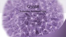  Presentation with dandelion - Colorful presentation theme enhanced with dandelion in purple on white backdrop and a light blue colored foreground