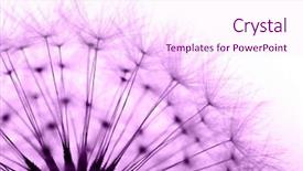  Presentation with dandelion - Presentation theme having dandelion in purple background and a pink colored foreground