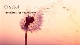  Presentation with dandelion - Theme having dandelion-in-sunset-with-flying background and a lemonade colored foreground