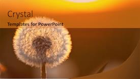  Presentation with dandelion - Presentation theme enhanced with dandelion-in-sunset-with-flying background and a gold colored foreground