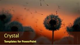  Presentation with dandelion - Presentation design with dandelion-in-sunset-with-flying background and a tawny brown colored foreground
