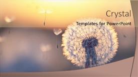  Presentation with dandelion - Presentation theme with dandelion-in-sunset-with-flying background and a blonde colored foreground