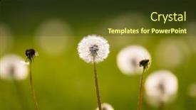  Presentation with dandelion - Cool new PPT layouts with dandelion-in-the-grass backdrop and a tawny brown colored foreground
