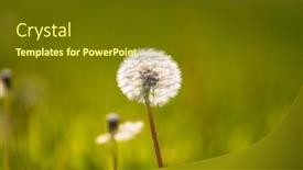  Presentation with dandelion - Amazing PPT theme having dandelion-in-the-grass backdrop and a tawny brown colored foreground
