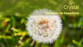  Presentation with spring nature grass - PPT theme with dandelion-in-the-grass background and a tawny brown colored foreground