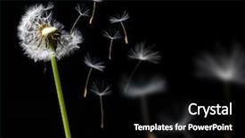  Presentation with dandelion - Beautiful PPT theme featuring dandelion in the wind backdrop and a black colored foreground