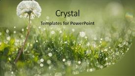  Presentation with dandelion - Colorful theme enhanced with dandelion in wet green grass backdrop and a mint green colored foreground