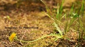  Presentation with dandelion - PPT theme consisting of dandelion-inflorescence-sharpness-on-flower background and a gold colored foreground