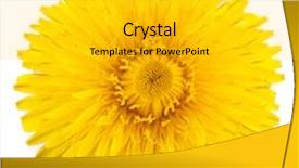  Presentation with dandelion - Amazing slide set having dandelion isolated on a white backdrop and a light gray colored foreground