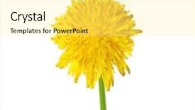  Presentation with dandelion - Colorful PPT theme enhanced with dandelion isolated on white backdrop and a blonde colored foreground